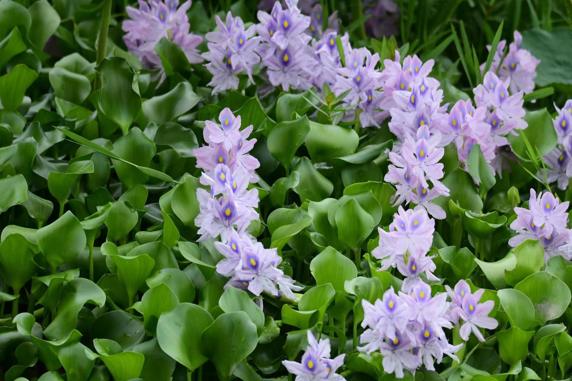 野生水葫芦图片