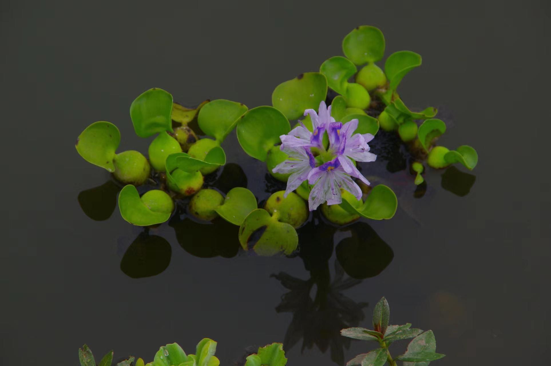 野生水葫芦图片