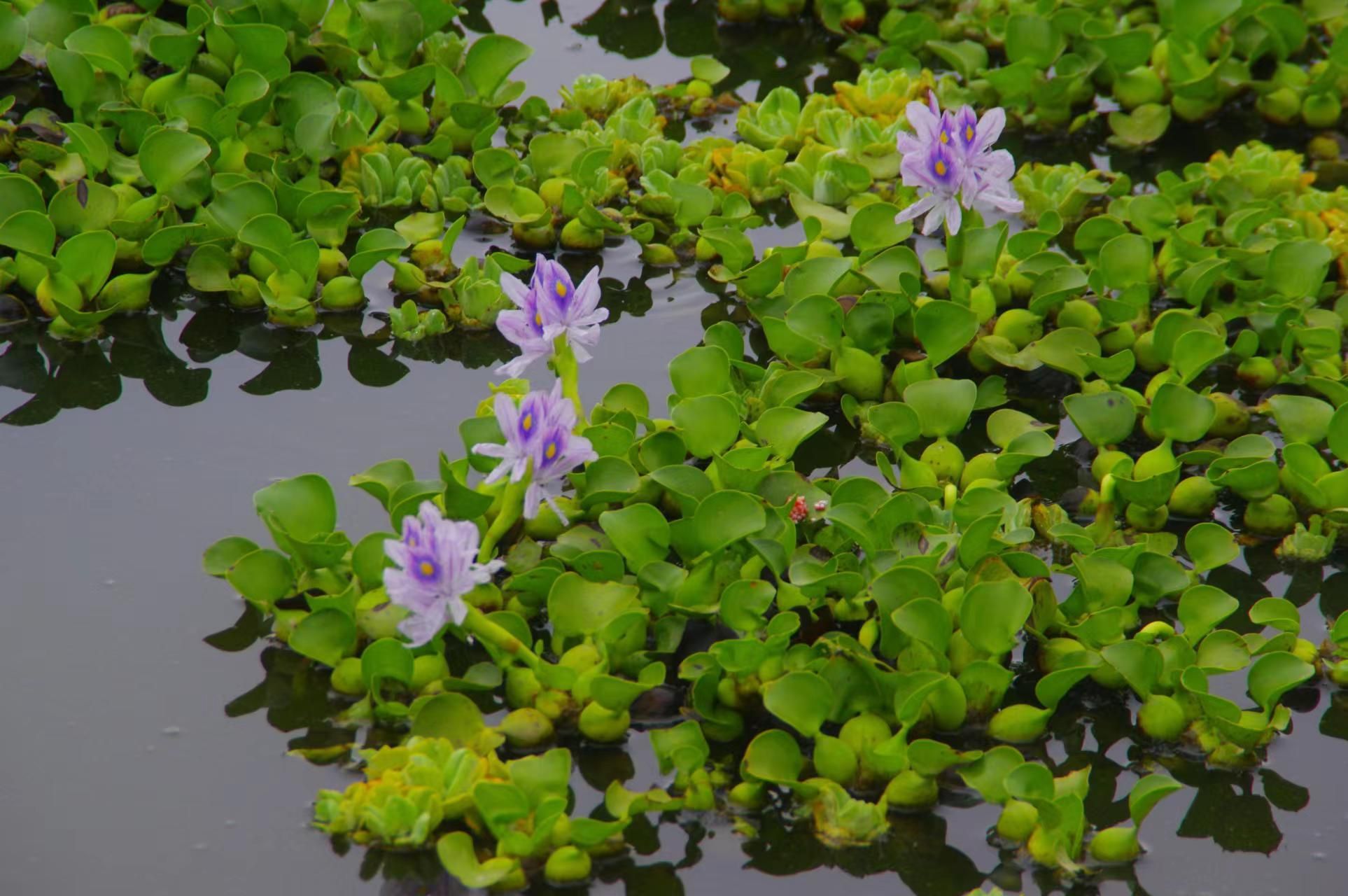 水葫芦图片 简图图片