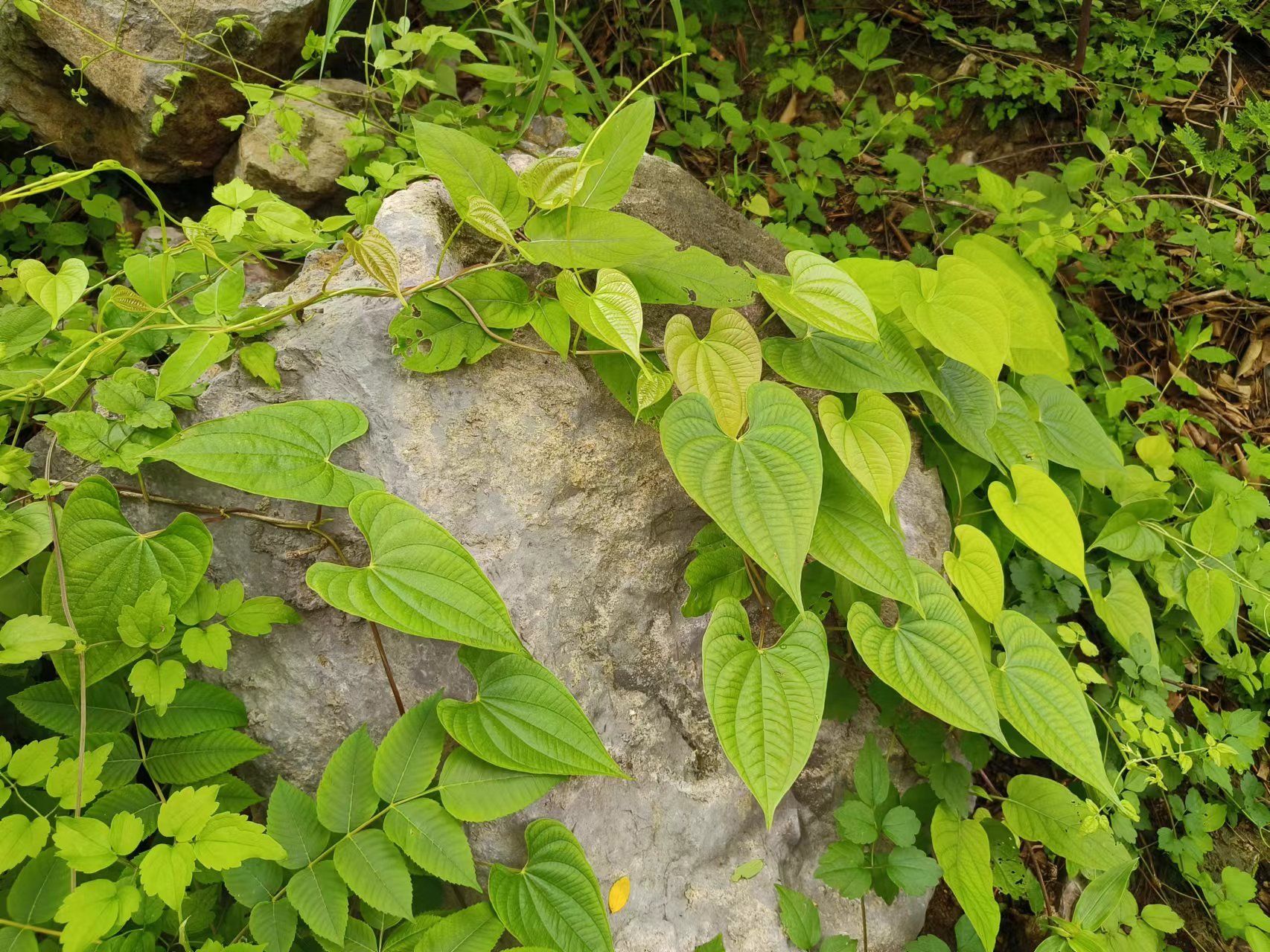 野山药叶子图片