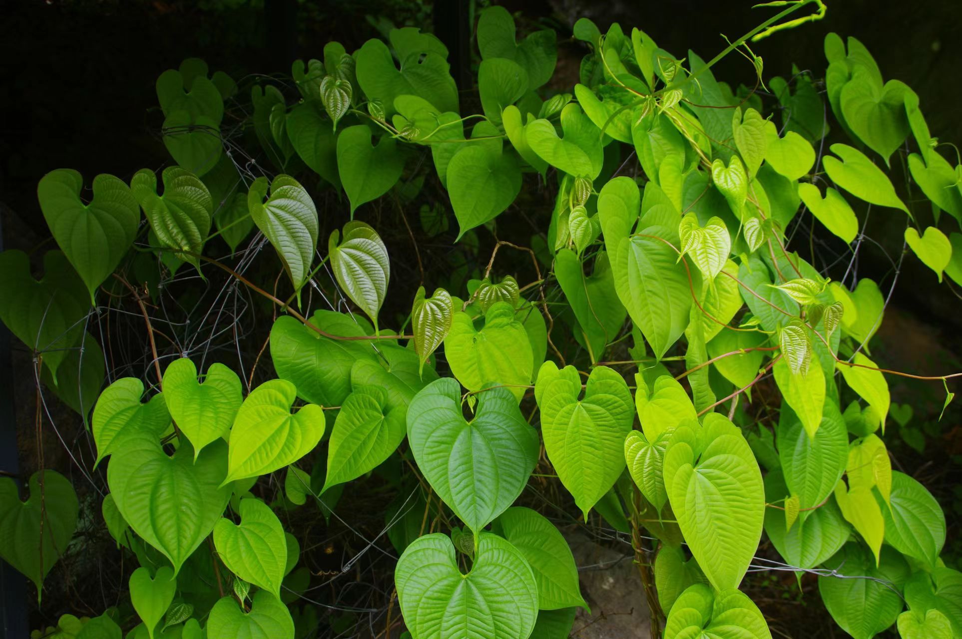 野山药叶子图片