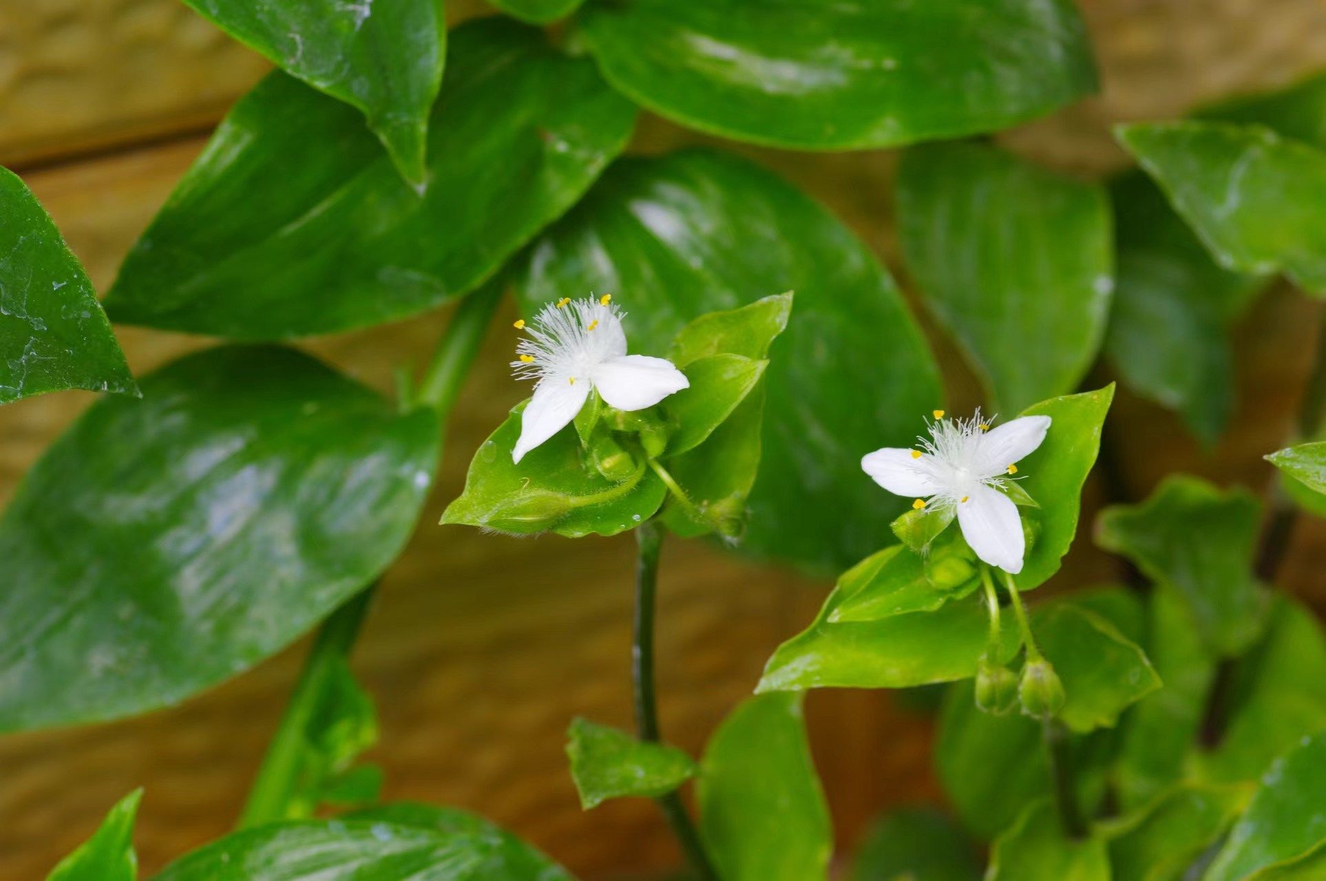 白花紫露草花语图片