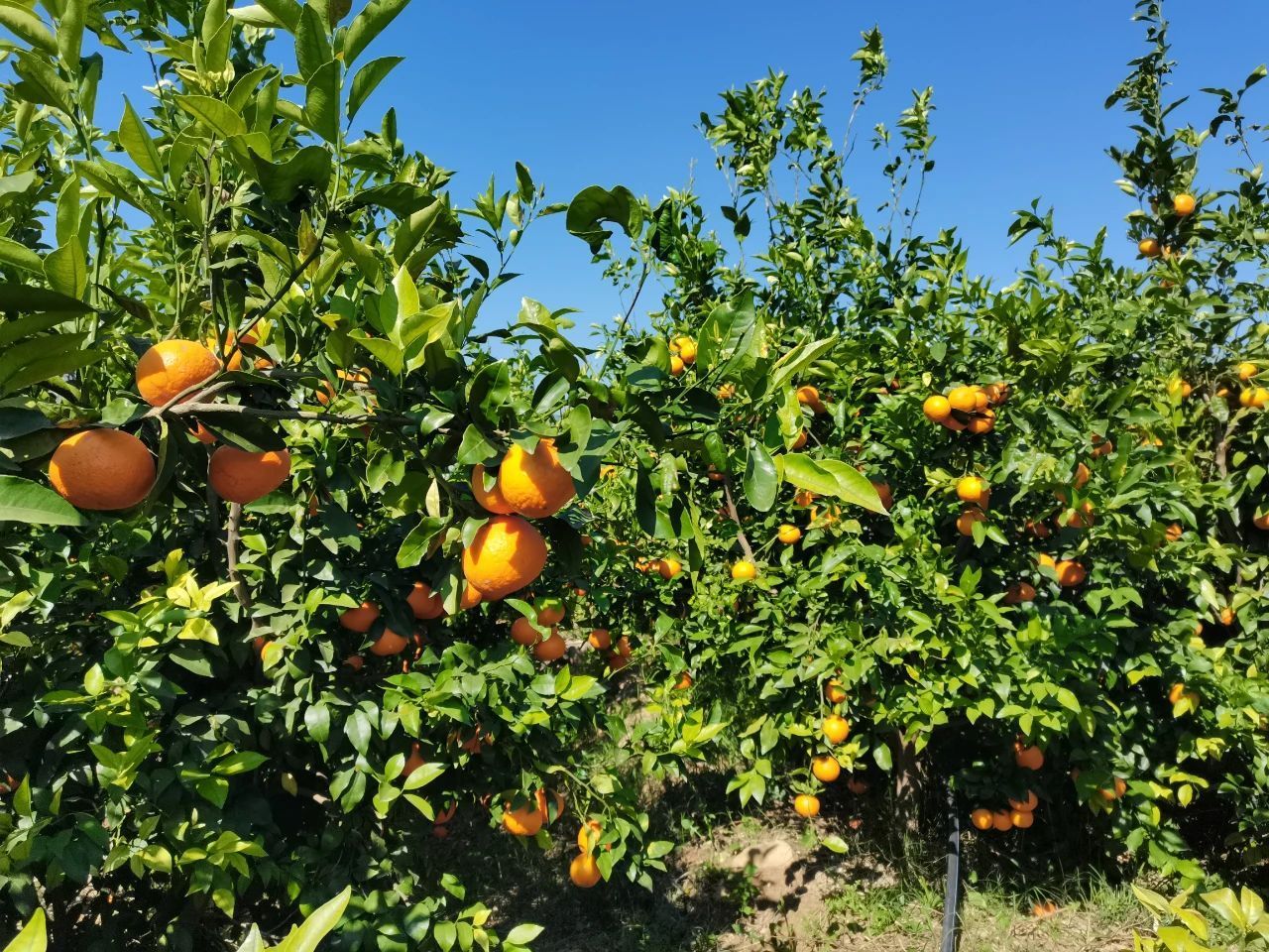 乡村振兴 | 建设5个示范基地!云南丽江探索果园林下经济发展新路径