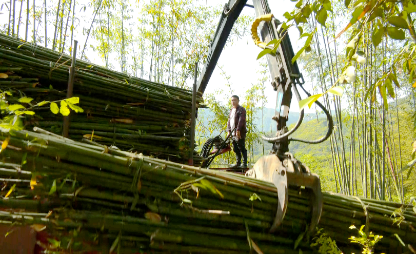 宝源乡玉丰村驻村第一书记黄庆告诉记者:"竹子是我们村的主要经济收入