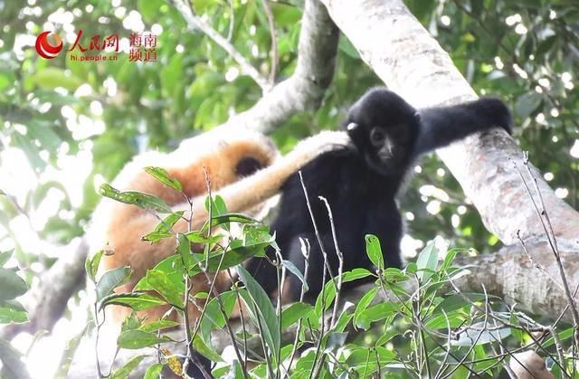 李文勇 摄 海南长臂猿所处的霸王岭位于海南热带雨林国家公园规划区域