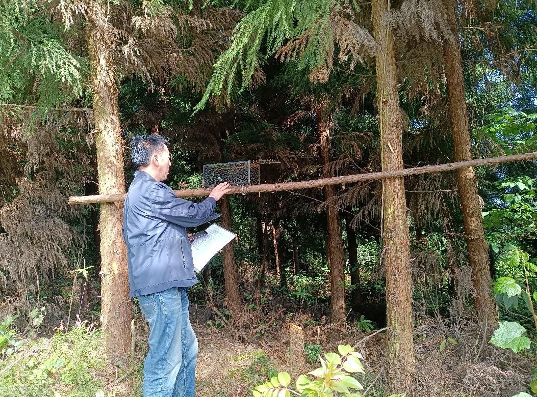 雅安市雨城区人工造林主要以柳杉,杉木为主,面积30万亩左右,柳杉,杉木