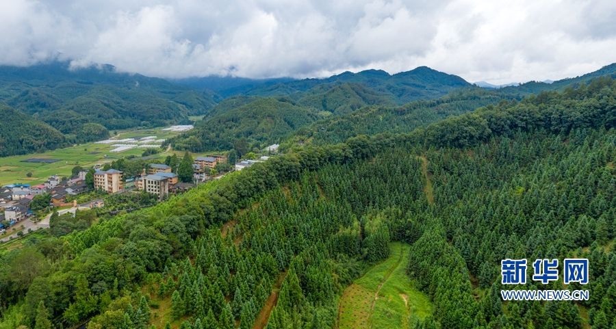 扎根深山60年 一棵杉木做到底——"洋林精神"铸就"八闽楷模"