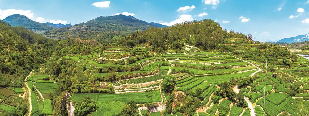 安溪县官桥镇恒美村把崩岗区打造成经济作物区.