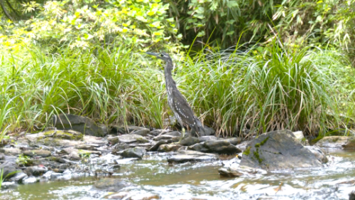 鷹嘴龜等國家級保護動物6次,為