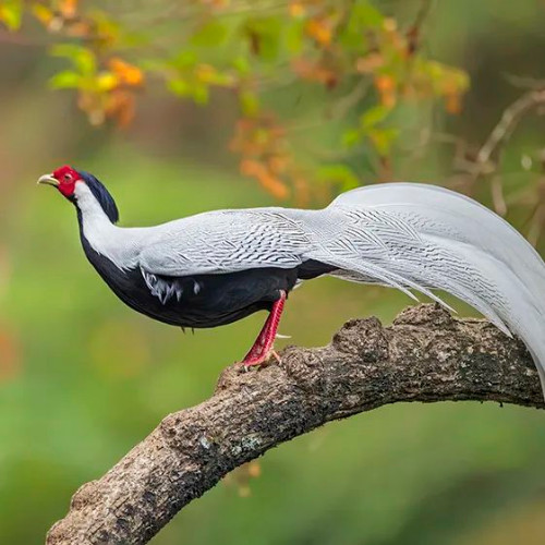 林知道鳥鳴八閩福建省國家重點保護鳥類二