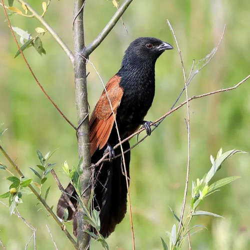 林知道鸟鸣八闽福建省国家重点保护鸟类二