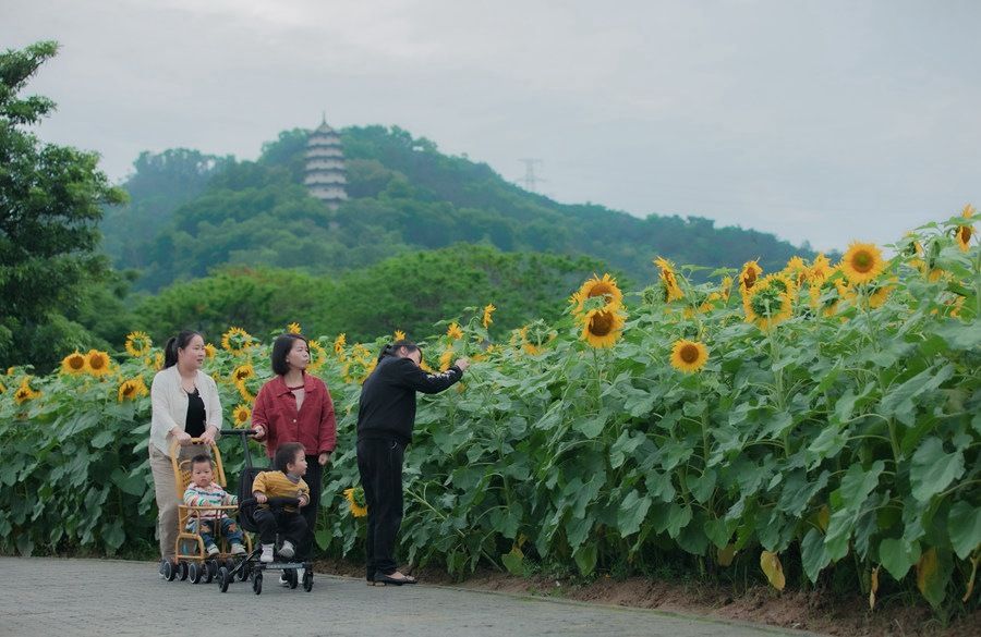 漳州花海图片