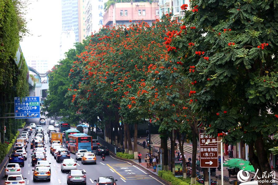 厦禾路两侧的行道树顶犹如披上一层红纱.人民网 陈博摄