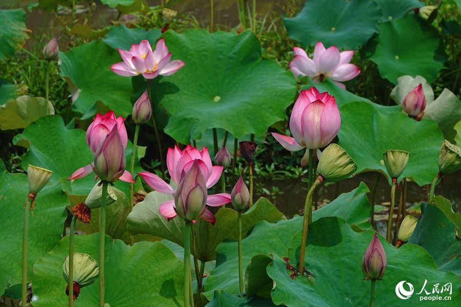 仲夏时节,福建省武夷山市五夫镇万亩荷塘的荷花竞相初放.