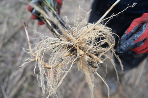 福建沿海滩涂遭遇互花米草烦恼