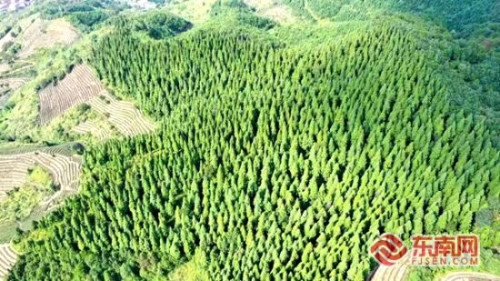 大兴安岭林区：生态宝藏的独特魅力