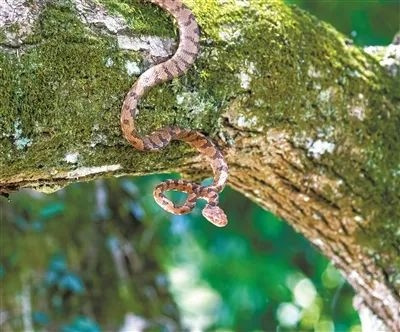 武夷山国家公园蛇的王国