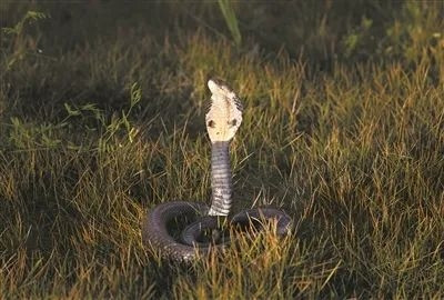 武夷山国家公园蛇的王国