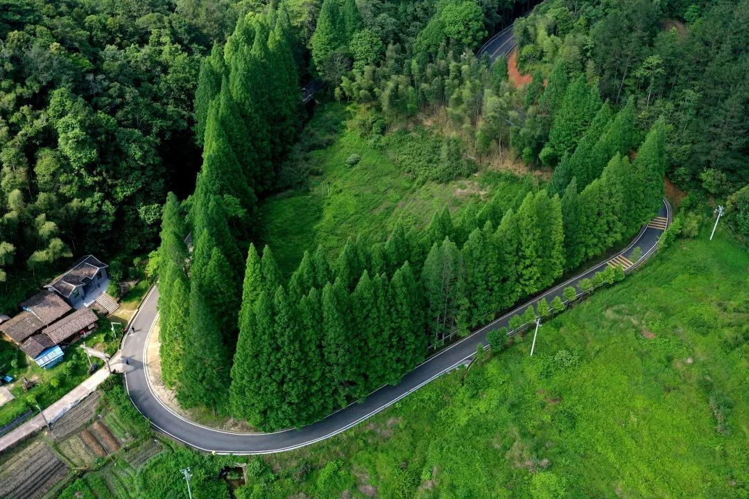福建将乐龙栖山国家级自然保护区.王旺旺摄