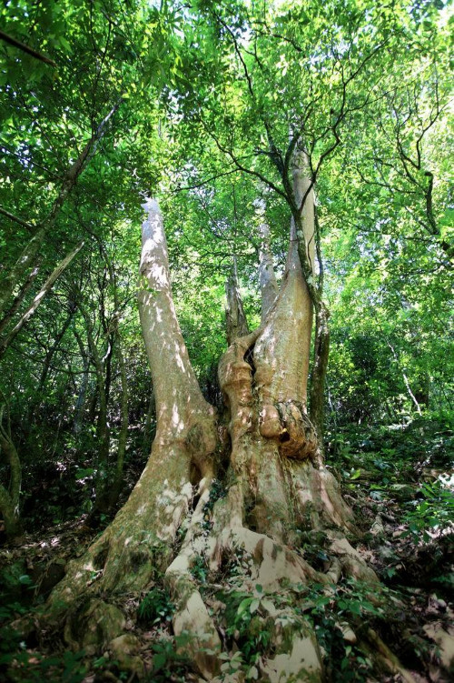 福建古树老有所依留住乡愁根脉