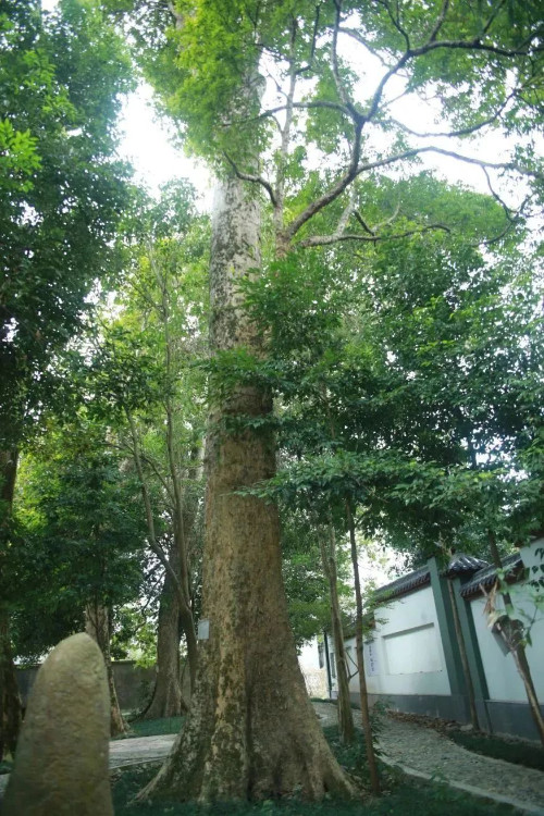 福建省入选全国最美古树最美古树群数量双居全国首位