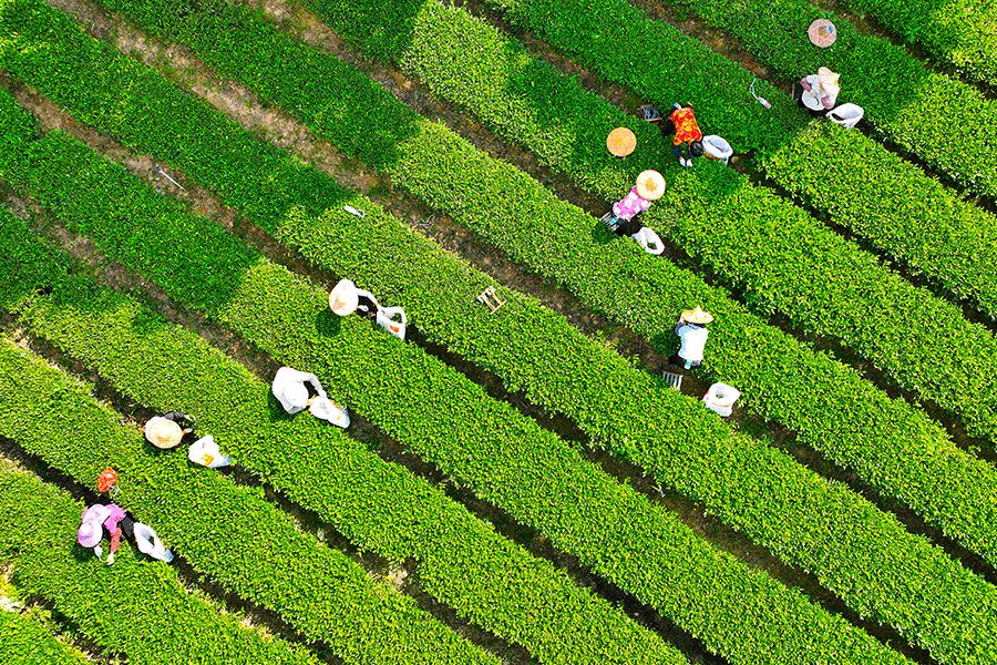 10月5日,泉州安溪县感德镇的茶农们正忙着采茶黄小杭