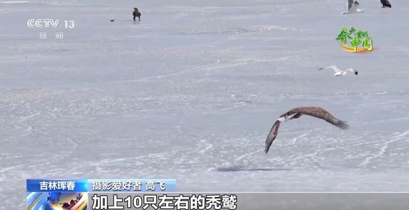 摄影爱好者 高飞:我最多看到10只虎头海雕,100多只白尾海雕,10只左右