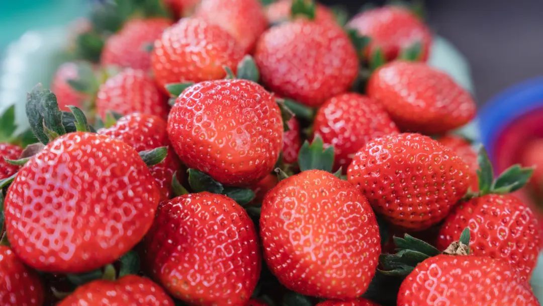 目前昆阳市场上的草莓有老品种草莓,牛奶口味草莓,水蜜桃口味草莓