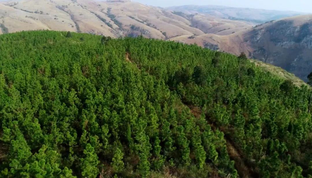 国有林场 | 红河州石岩寨国有林场 - 关注森林