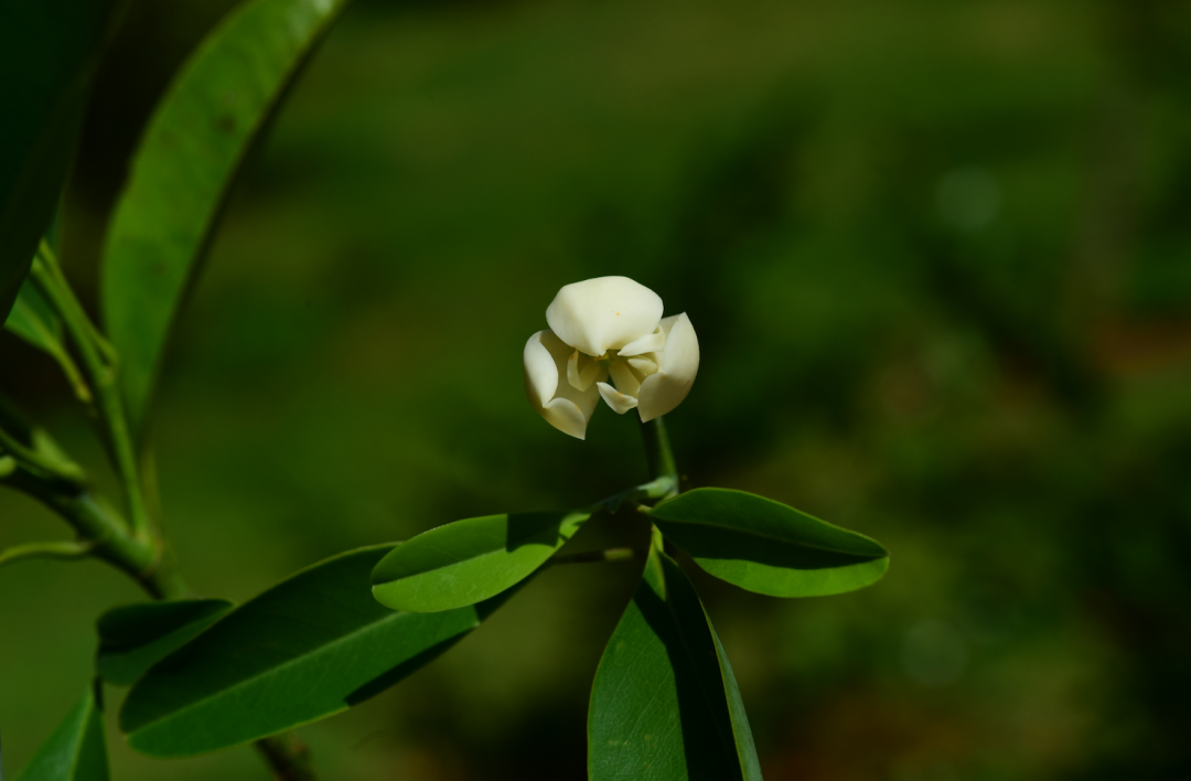 单性花图片