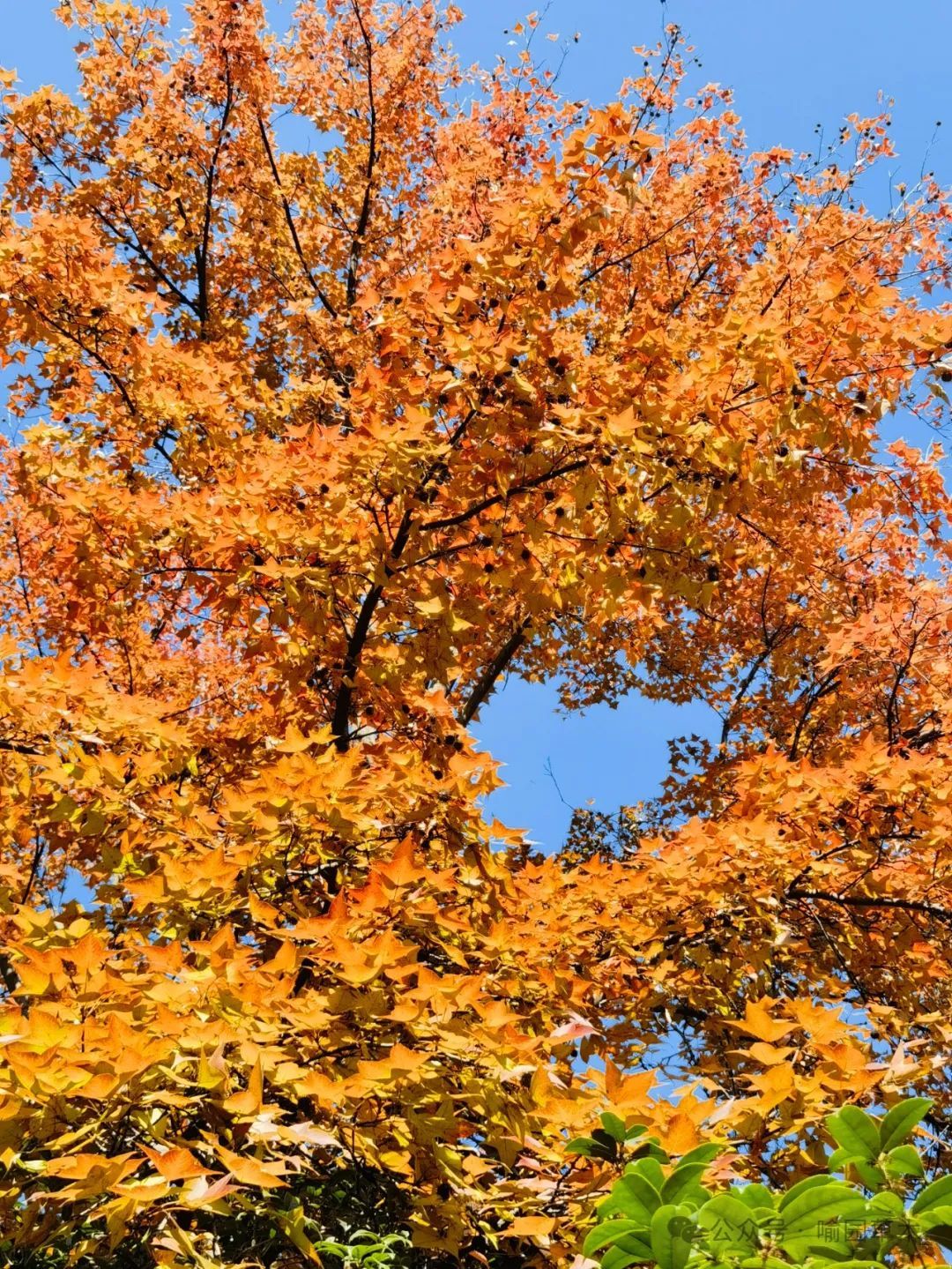 秋日红叶1:枫香树、三角枫和红花槭! - 关注森林