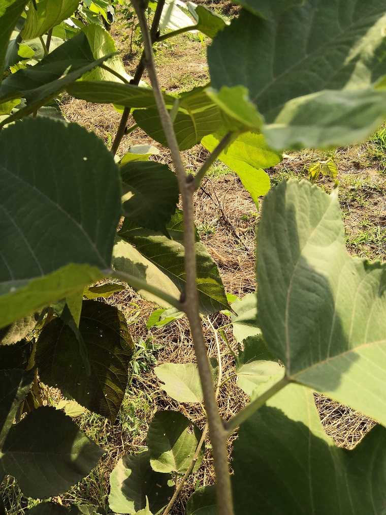 的品种_桑葚树种植_桑果树苗批发-临朐县育材苗木专业合作社-林木种苗