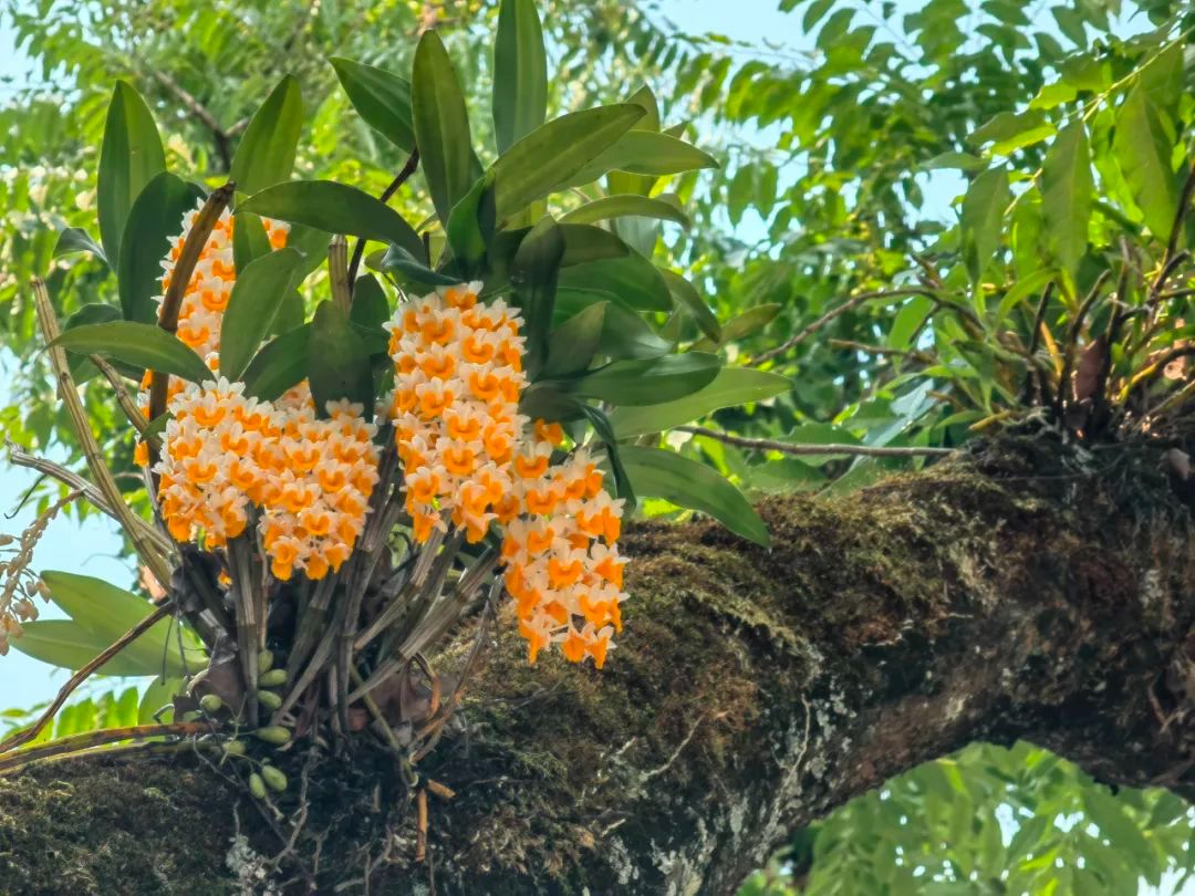 植物篇:球花石斛【云南西双版纳国家级自然保护区动植物科普】