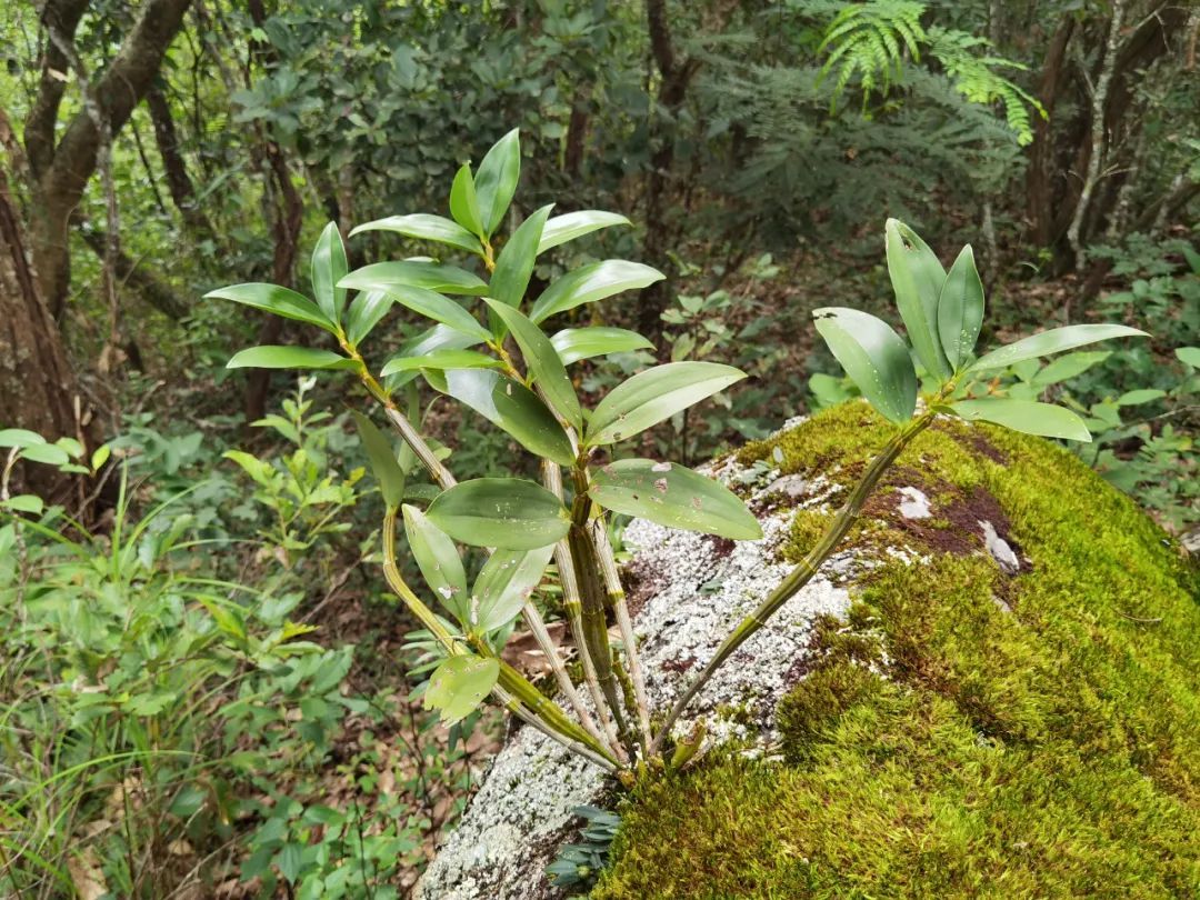 植物篇:球花石斛【云南西双版纳国家级自然保护区动植物科普】