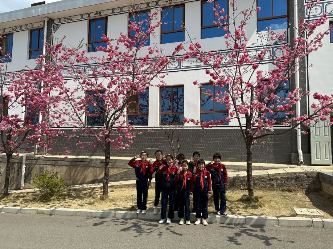 樱你美校园春大理州宾川县大营镇萂村完小樱花绽放迎春笑