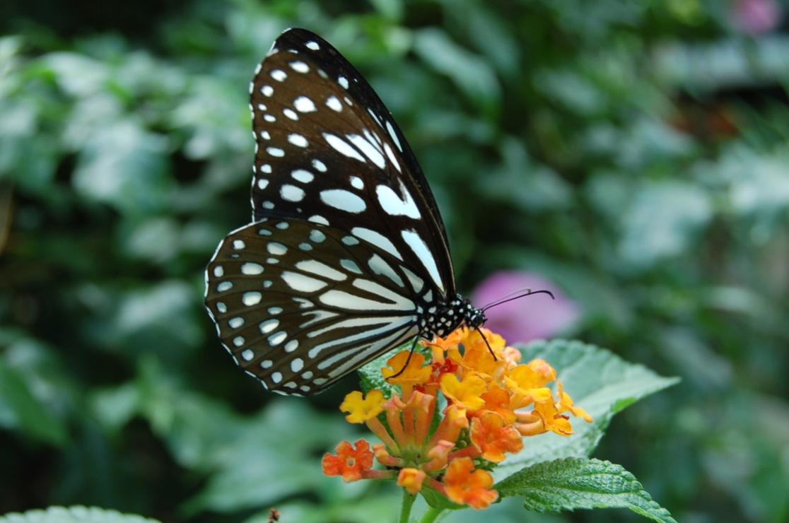 青斑蝶 www.isenlin.cn