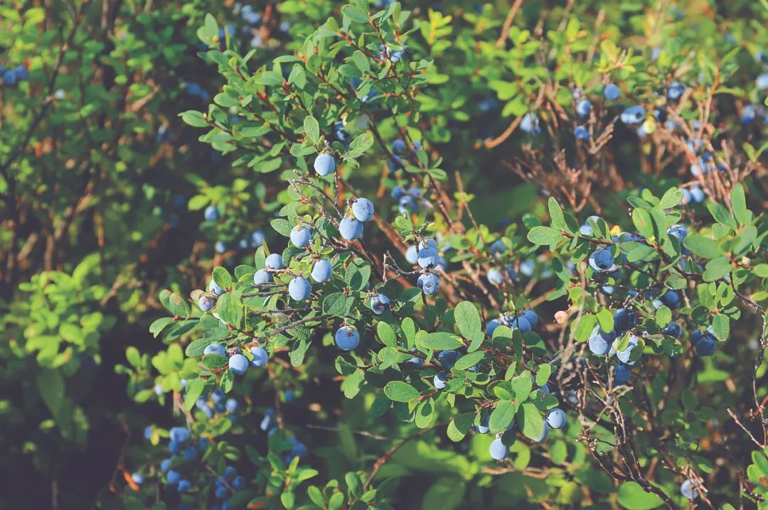 生态话题森林食物北纬52度野生蓝莓