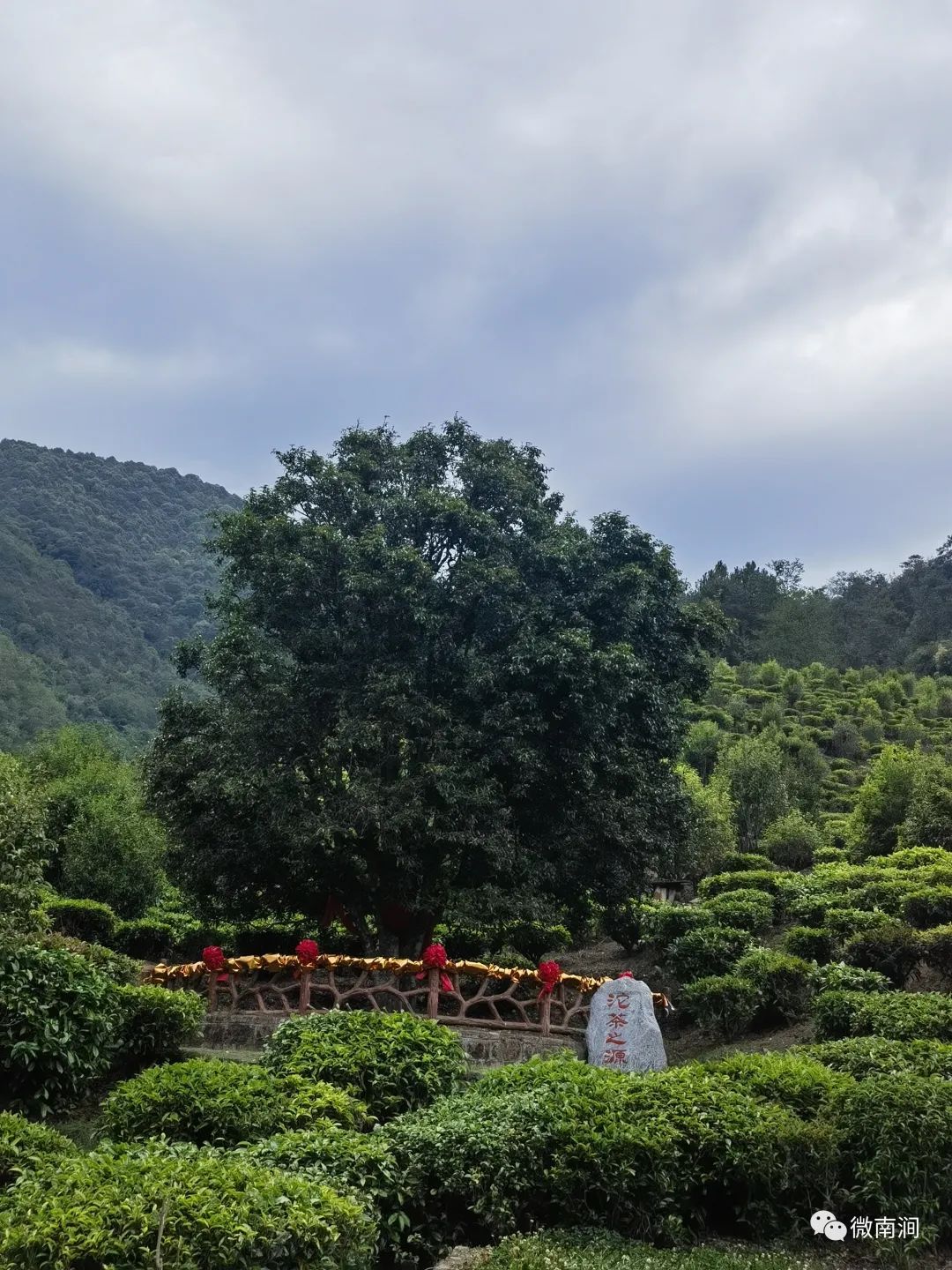 中國·大理沱茶文化旅遊節在南澗舉行,迎來了無數茶商和食客