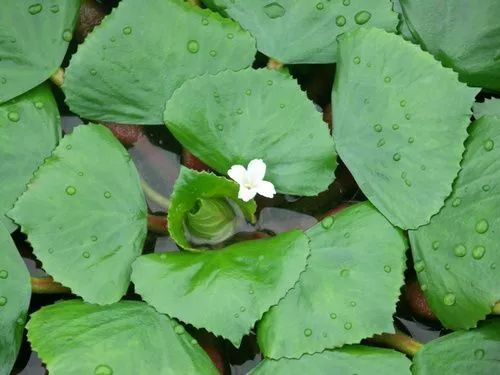 水生态修复常用水生植物35种 - 关注森林