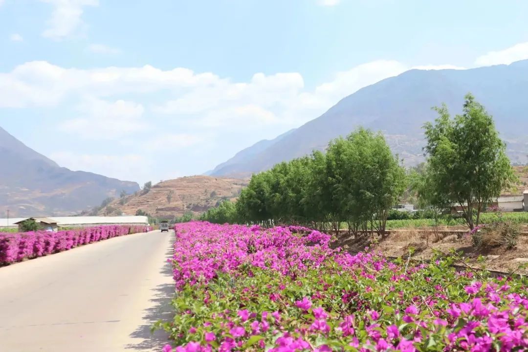 大理賓川平川三角梅花路來打卡