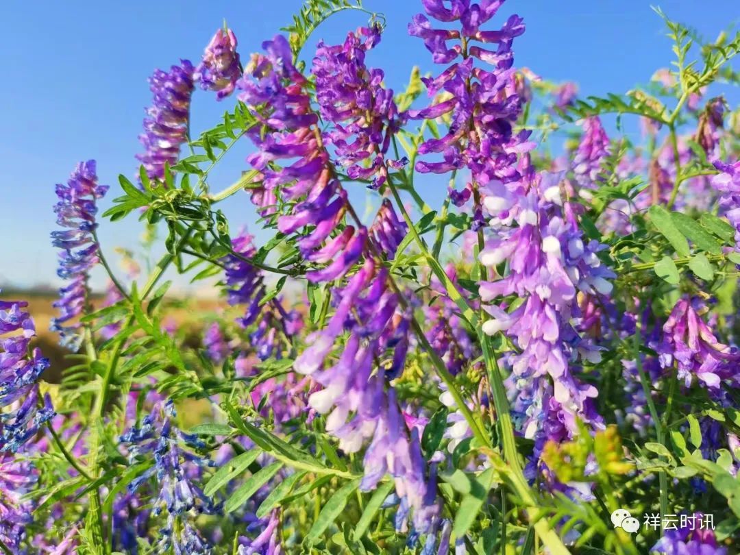 祥云百亩苕子花开约起打卡去