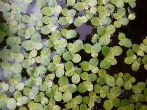 最美的35种水生植物花卉,好美! - 关注森林