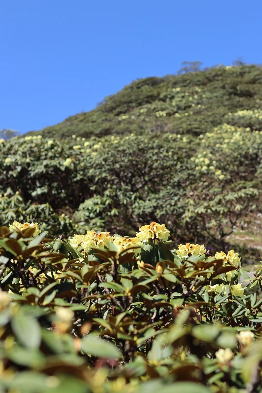 美麗大理丨蒼山杜鵑花開