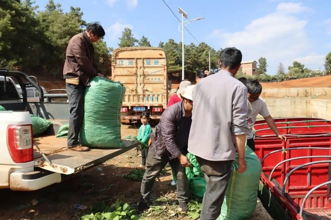 乌龙坝豌豆熟了群众笑了