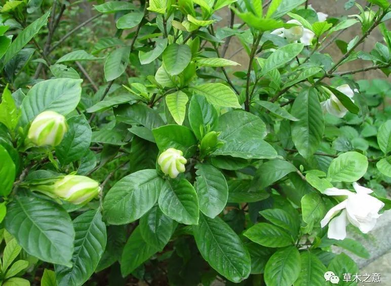 一周一植物之栀子花 - 关注森林