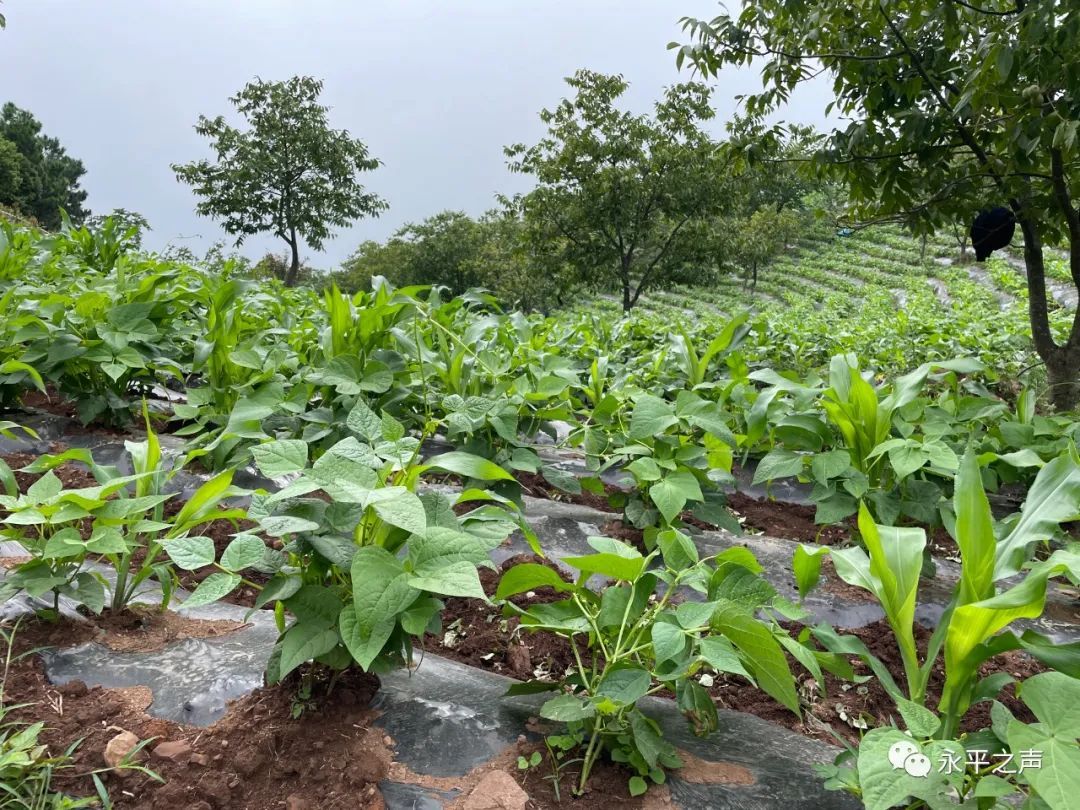 白芸豆植株图片图片