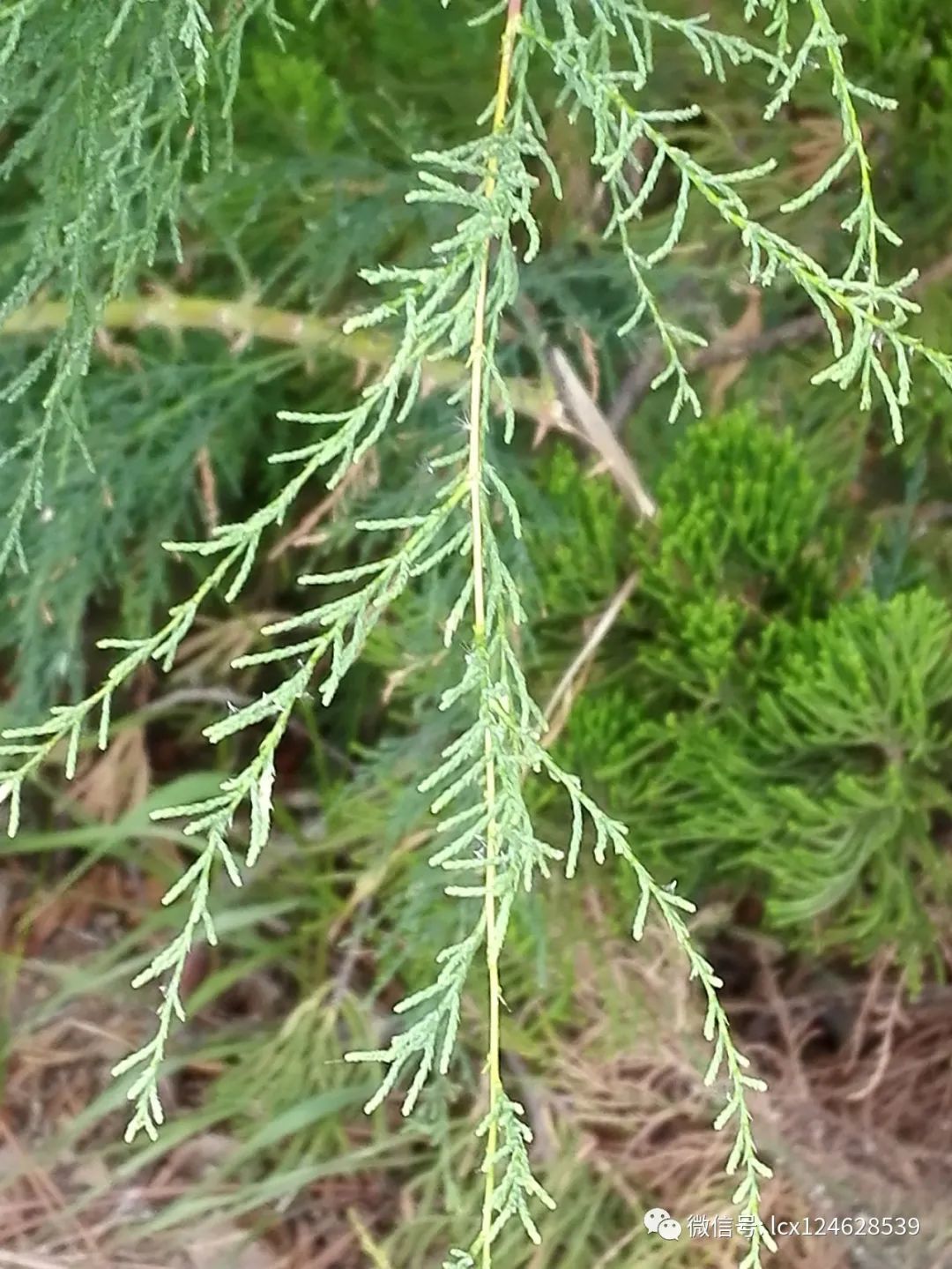 物语之 柽柳tamarix chinensis