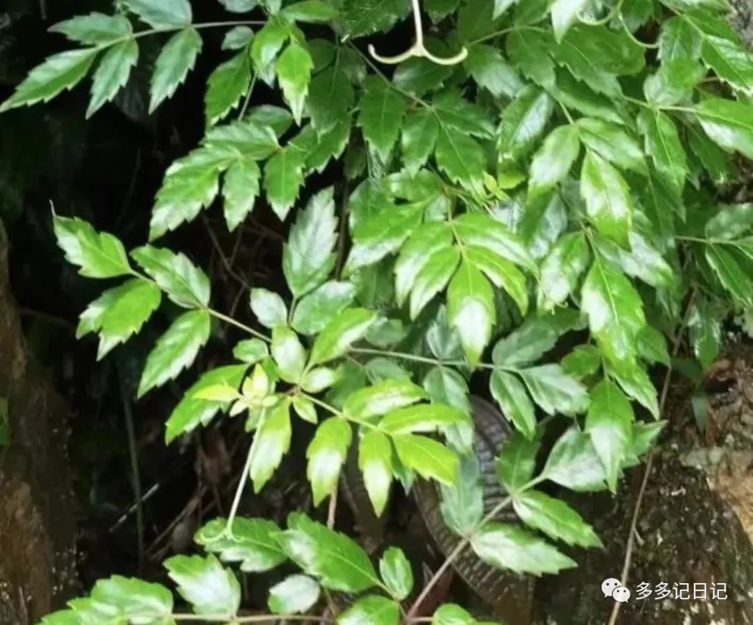 藤婆茶藤茶样子图片图片