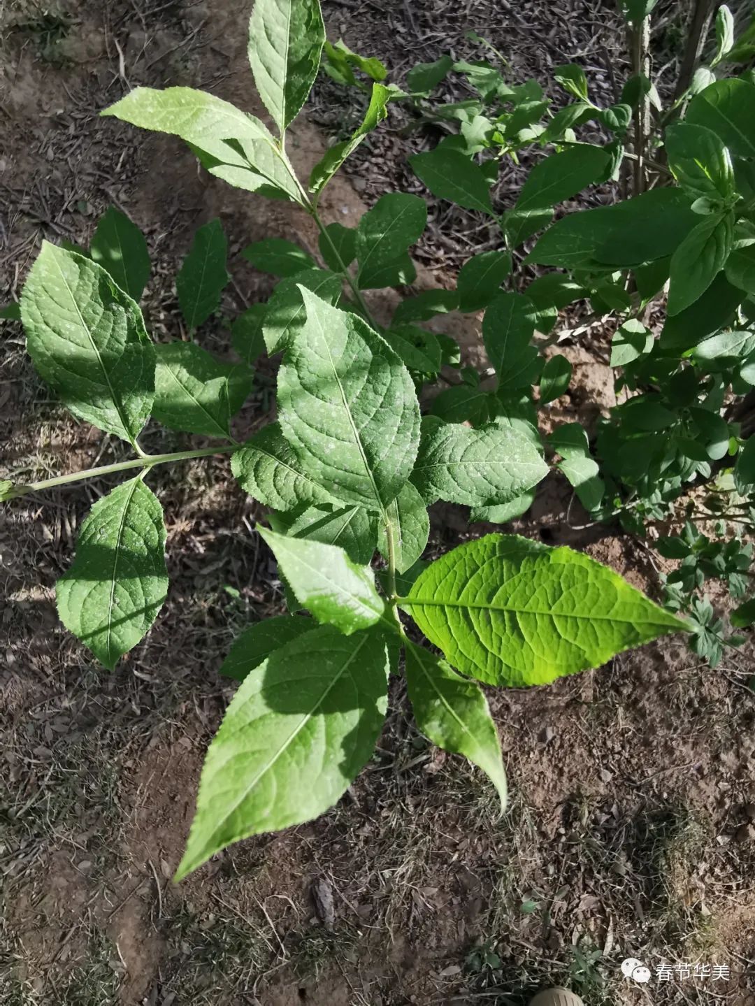 栓翅卫矛euonymusphellomanus