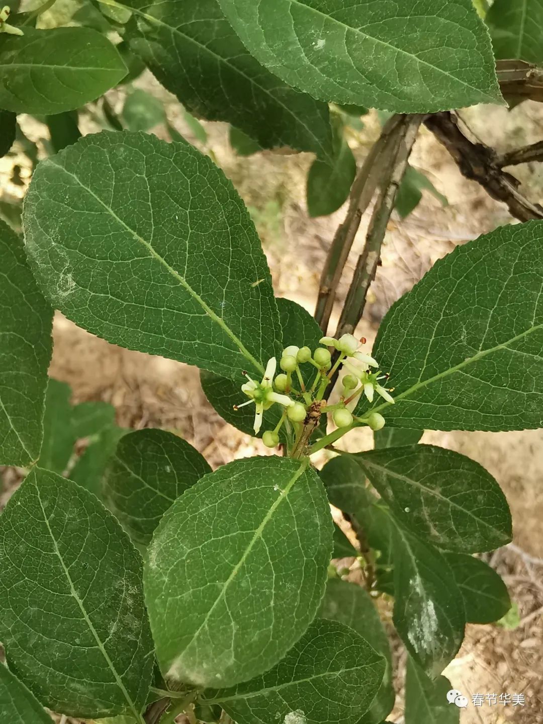 栓翅卫矛euonymusphellomanus